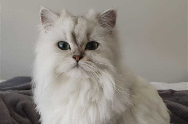 Zoe, a one-year-old Persian chinchilla that has been missing since 30 October (Photo: Supplied)