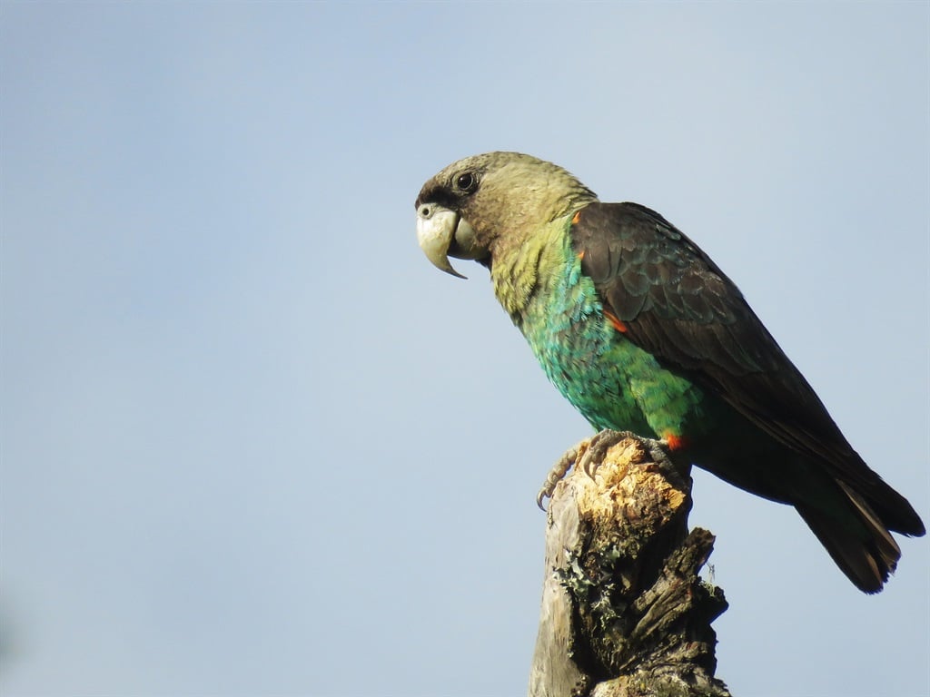 Listed as critically endangered, Cape Parrots are limited to forest patches in the Eastern Cape, KwaZulu-Natal and Limpopo.