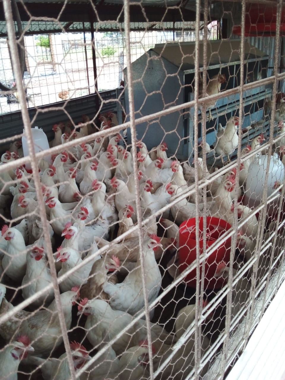 Mashaka Coop Egg Produces eggs for supply and purc