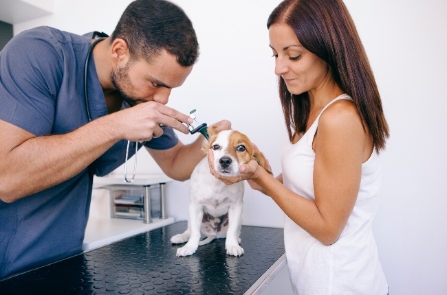 A woman spent thousands on her dog's fart treatment only to find out that her husband was the real culprit. (Photo: Gallo Images/Getty Images)