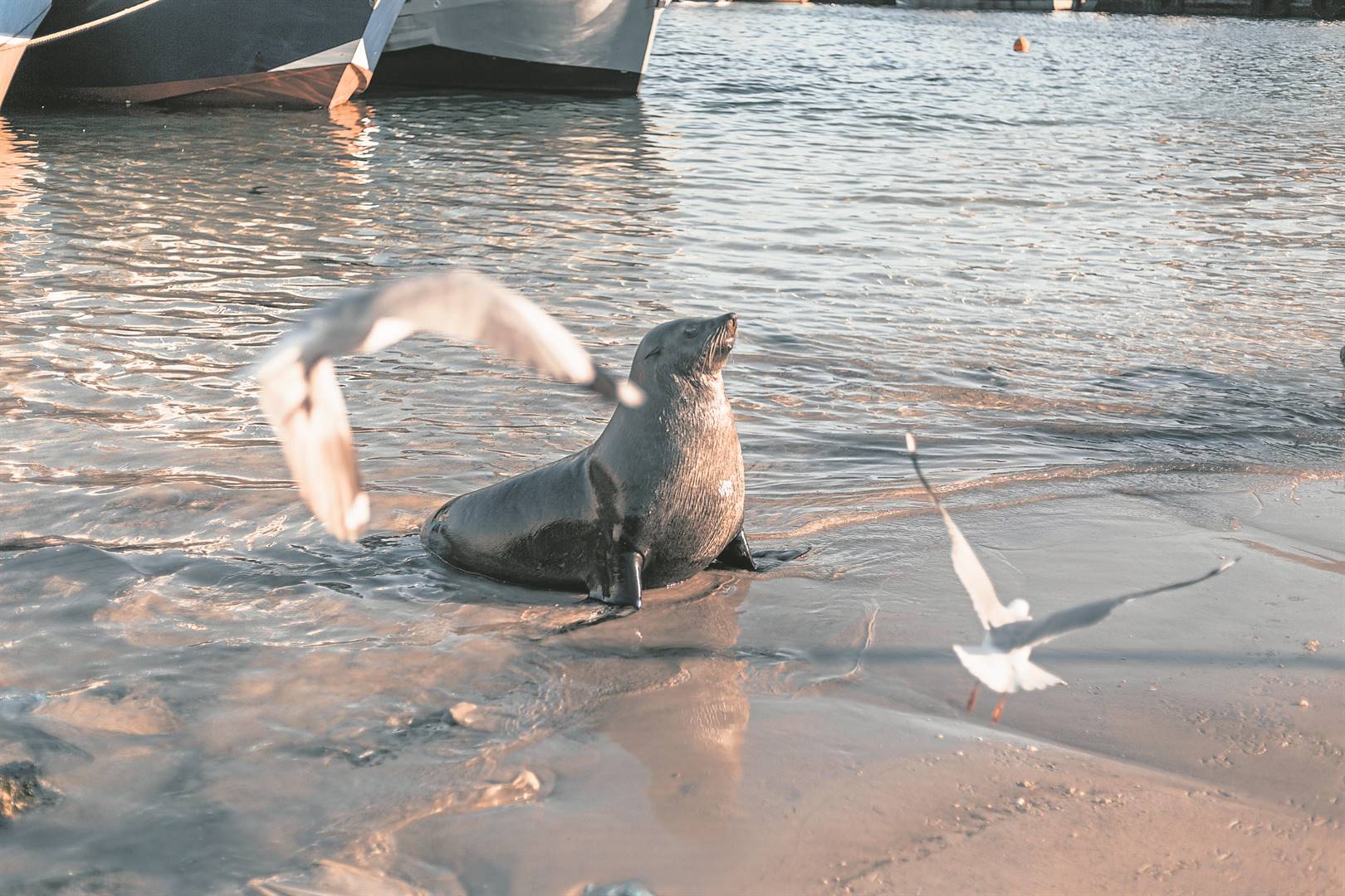 A seal bit a number divers in Cape Town on Saturday morning. (Pexels/Luke Barky)
