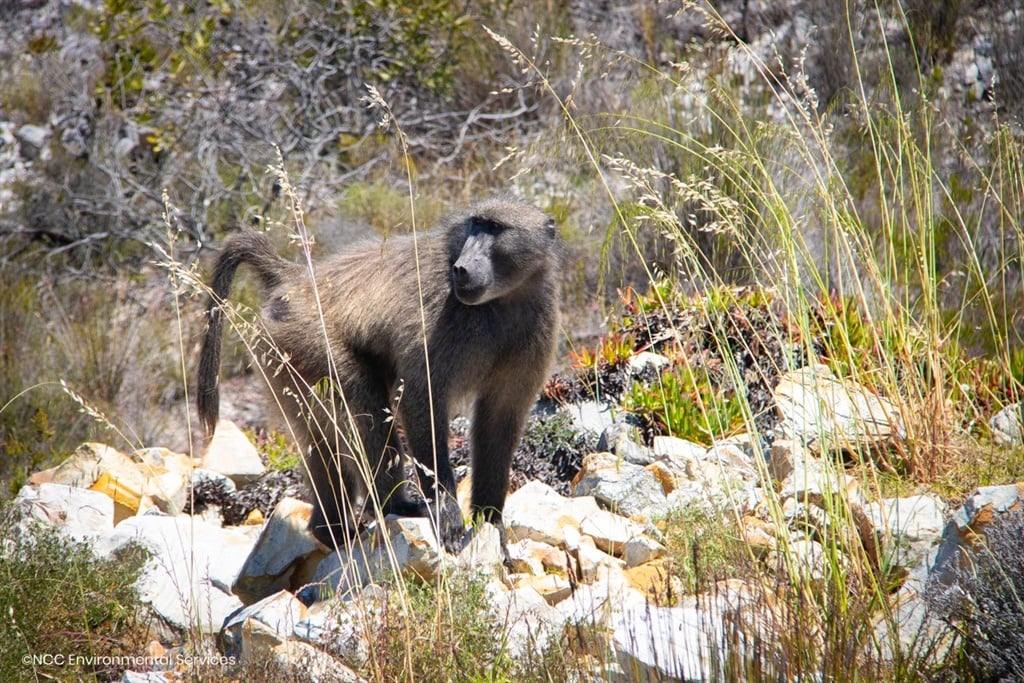 Kataza the baboon.