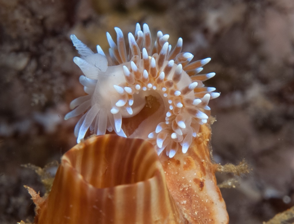 A Cape silvertip nudibranch sitting on a sea squirt in False Bay.