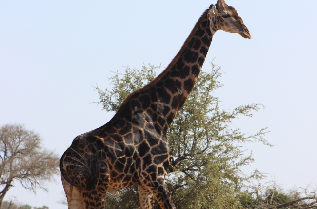 A dark giraffe spotted at Kruger National Park