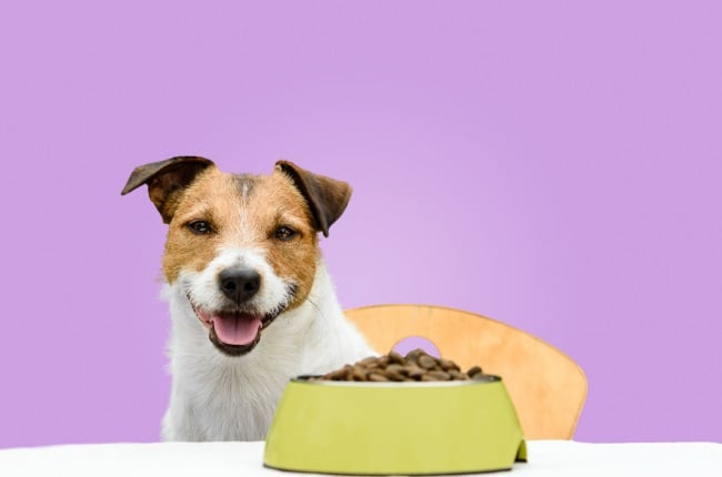 It sounds disgusting but new dog food needs to be tasted before it’s served to our furry friends. (PHOTO: Gallo Images/Getty Images)