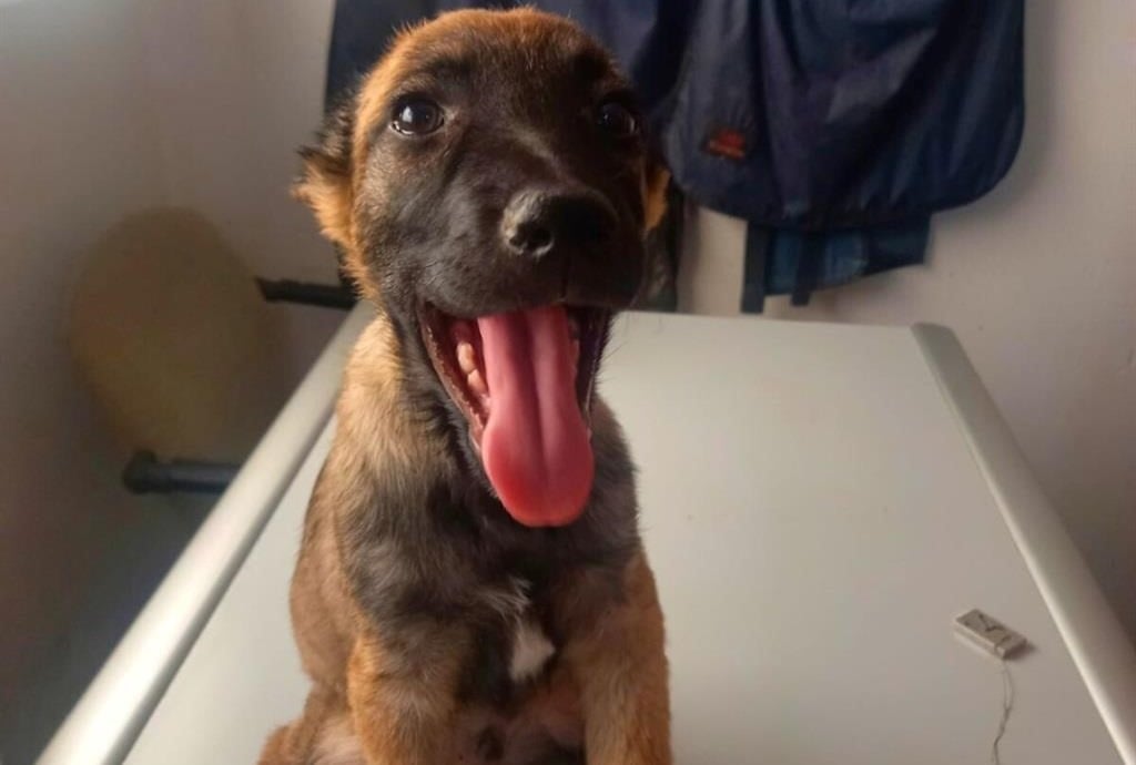 Trouble came looking for them: Pup on the mend after chasing down criminals in Khayelitsha | News24
