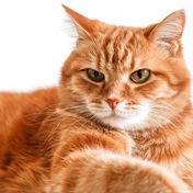Feline killing frenzy: A house cat's charm hides its dark side as a serial killer of wildlife
