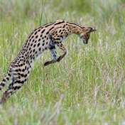 PICS: Serval catches mole!