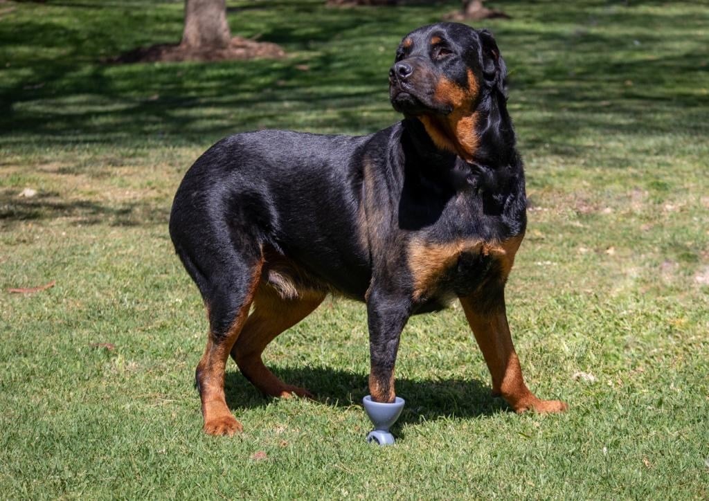 University of Pretoria performs first successful surgery to give Rottweiler a 3D paw | News24