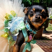From wags to riches! This rescue dog’s human spent more than R150 000 on fab Chihuahua outfits