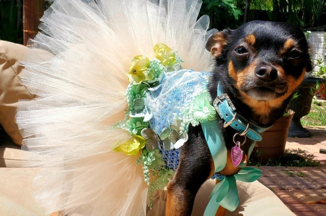 Rescue pup Presley is taking the fashion streets by storm. (Photo: Caters News/Magazine Features)