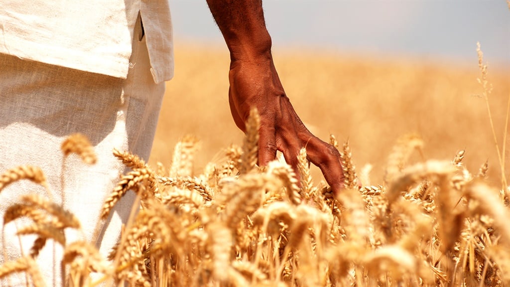 India melarang ekspor gandum karena gelombang panas merusak panen, harga domestik melonjak