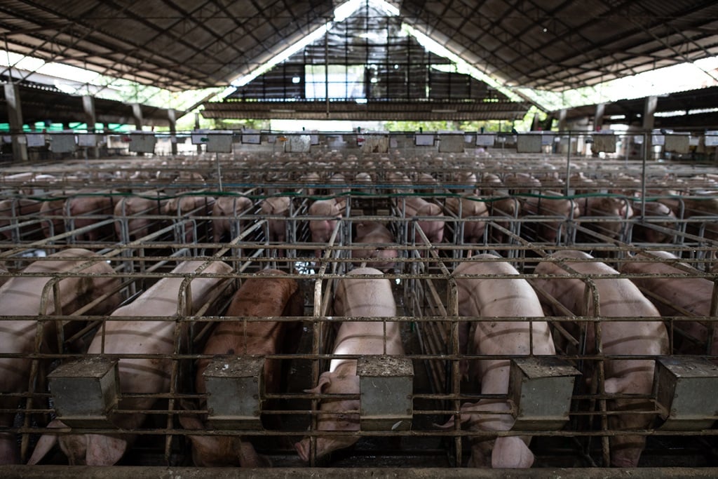 The AFU attached assets worth R4.3 million belonging to an alleged virtual pig farming Ponzi scheme. (Arun Roisri/Getty Images)