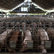 Selling porkies: AFU freezes R4.3 million belonging to virtual pig farming 'Ponzi scheme'