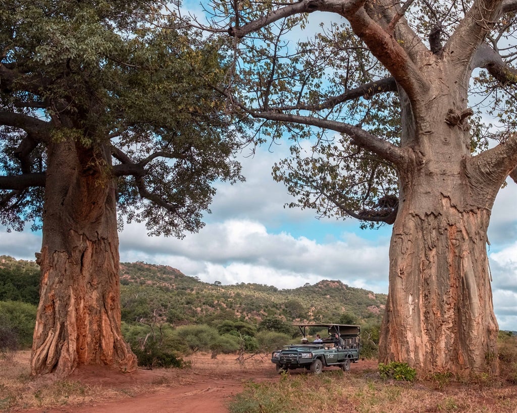 A Return Africa vehicle dwarfed by two ancient baobabs in Pafuri. (Andrew Thompson)