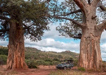 Exploring the history, ancient baobabs, and vast birdlife of Kruger’s fabled Pafuri region