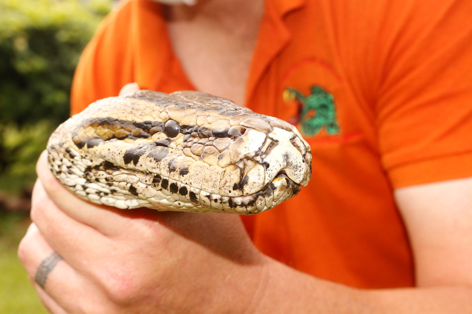 pics-ladysmith-snake-catcher-walks-5-kms-with-a-40-kg-python-on-his