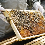 Hive thinking: Beekeeping makes a buzz in Ivory Coast