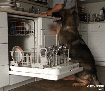dog, dishwasher, home, gif, gifsboom, buy dishwash