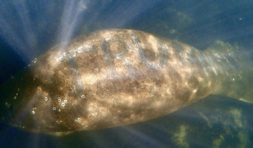 $5000 Reward Offered for Info on 'TRUMP' Carved Into Florida Manatee's Back
