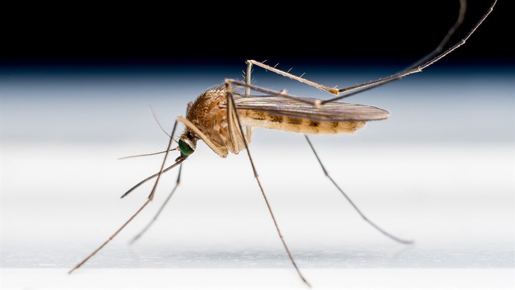 Gauteng health department warns communities about the dangers of malaria. Photo Getty Images 