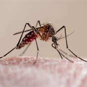 Malaria cases spike in Malawi, Pakistan after 'climate-driven' disasters