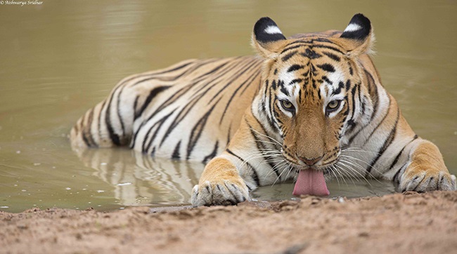 Tigress Maya quenches her thrist to beat the soari