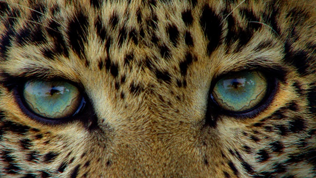 Closeup of Toto the leopards eyes. (Wildlife Films/Dereck Joubert)