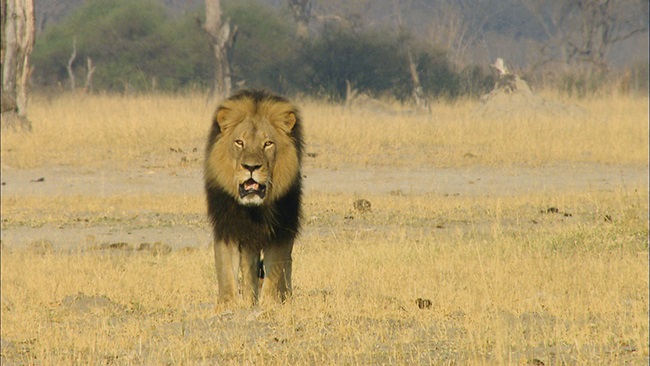 Male lion. (Aquavision Television Productions)