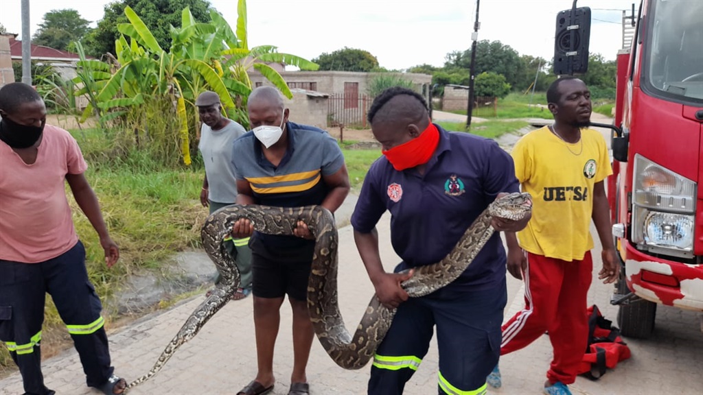 Bushbuckridge Local Municipality fire & rescue worker Cockroach Mdhluli holding a python head with shock residents at Mkhuhlu Township on Tuesday, 19 January.