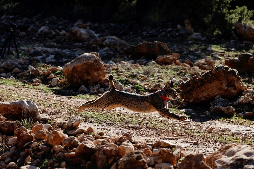 Urki, a male Iberian lynx, a feline in danger of e