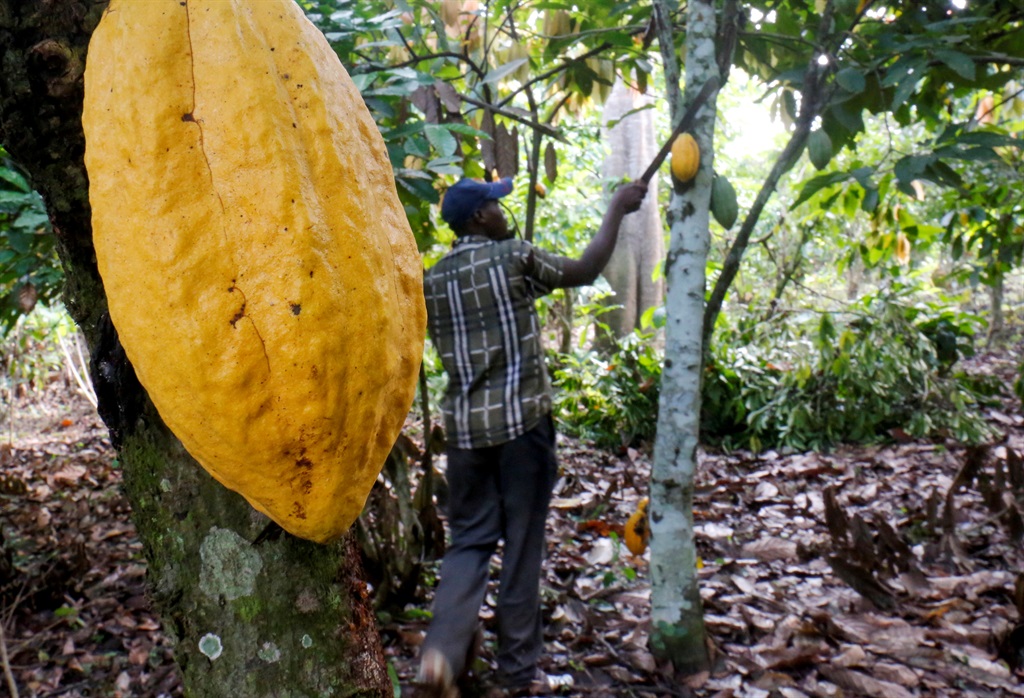 A farmer works on a cocoa farm in Bobia, Gagnoa, I