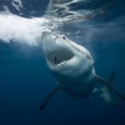 Plummeting white shark sightings prompt urgent call from scientists for their protection
