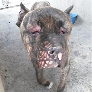 The abused and neglected pitbull found in the Bloemfontein SPCA's ground.