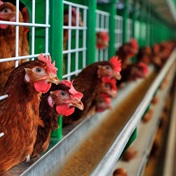 Poultry lobby hits back at govt 'hostility' but will cooperate with probe