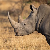 Rhino poacher's crime spree put to an end