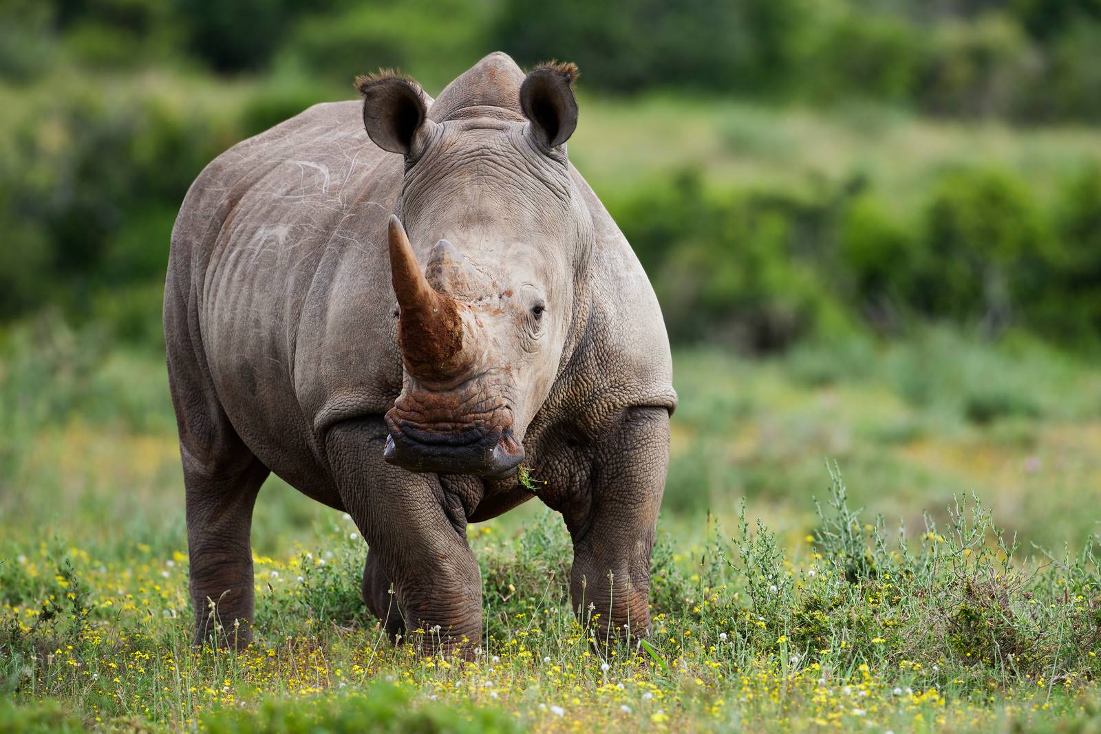 South Africa's Rhino poaching statistics declined in 2020 but the International Fund for Animal Welfare says the Kruger National Park remains a concern as 62% of rhinos (245 rhinos) poached were killed in the KNP. 