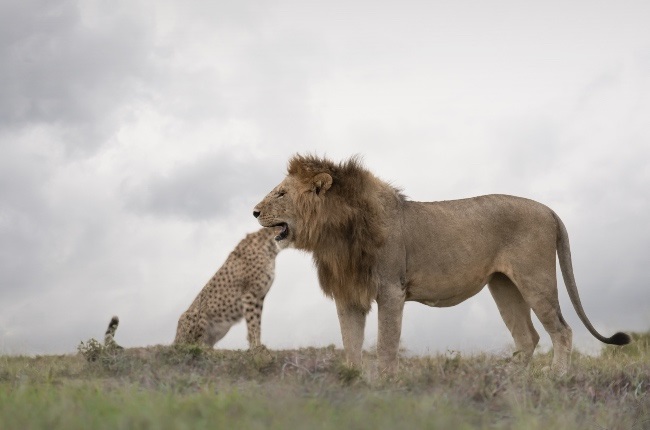 lion eating cheetah