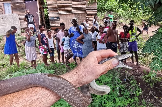 WATCH: This man catching Black Mamba, one of the most deadliest