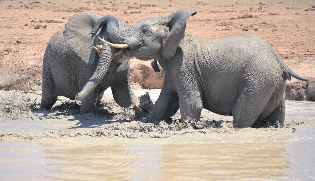 Le Zimbabwe vend des droits de chasse aux éléphants.