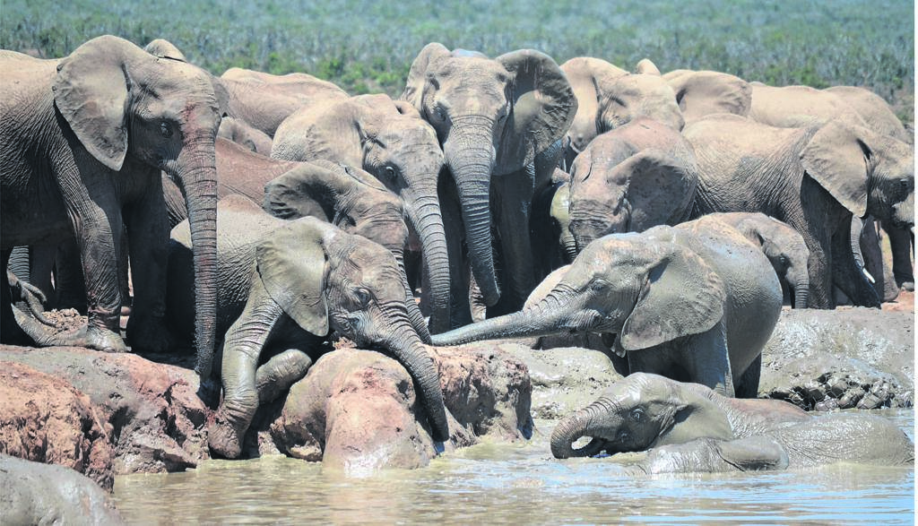 Africa's elephants face extinction, says the Red List.