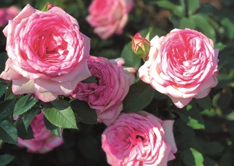 Protect your roses in hot weather