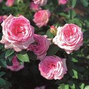 Protect your roses in hot weather