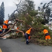 Trunk and disorderly: Cape Town emergency teams swamped with more than 100 tree-related incidents