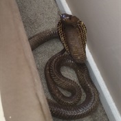  Cape Cobra takes a nap under Gqeberha couple's bed