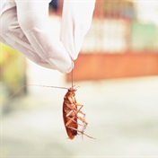 Want to get back at your ex? Name a cockroach after them this Valentine’s Day