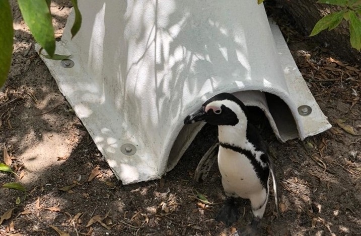 An African penguin inspects the new nesting boxes at Boulders Penguin Colony.