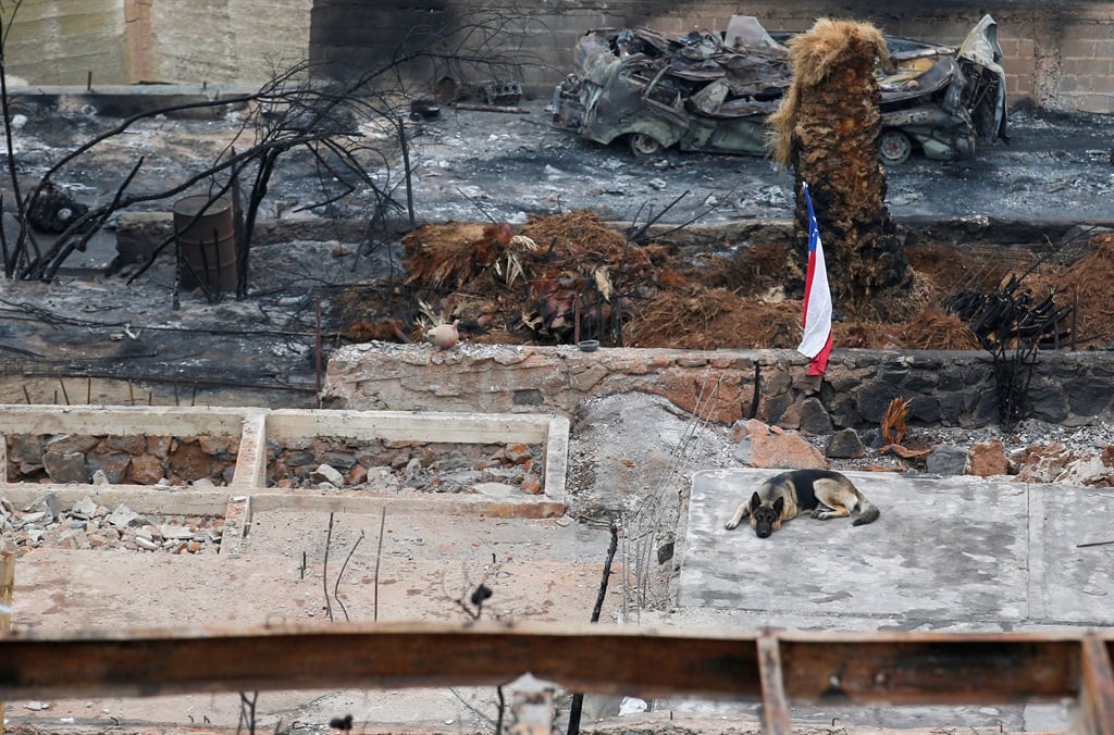 A dog lies in the remains of a house that burned d