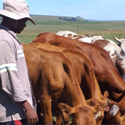 South Africans rally around young Free State farmer after he loses stock in heavy rains 