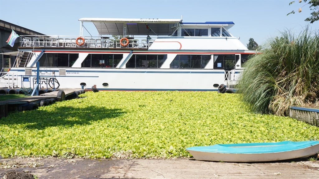 The invasive water plants have grown rapidly in the Vaal River, mostly because of the sewage in the water.